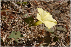 Merremia vitifolia